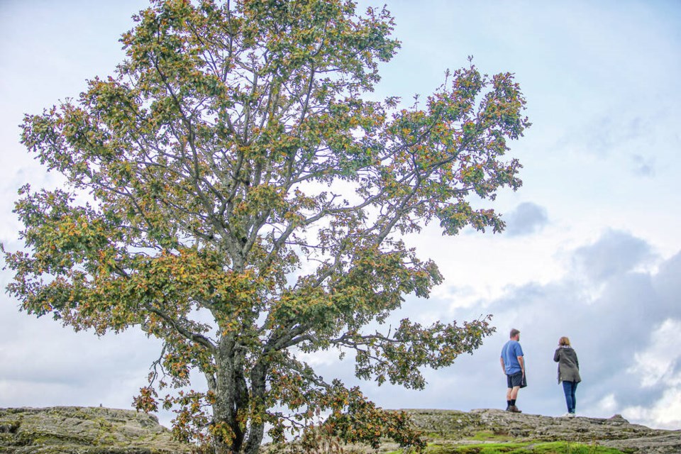 Comment: Garry oak ecosystem is under great threat in Saanich
